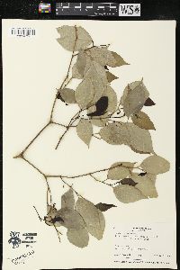 Piper sempervirens image