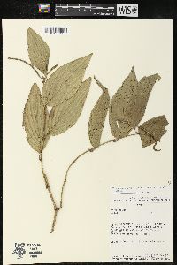 Piper subflavispicum image