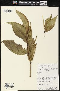 Piper subflavispicum image