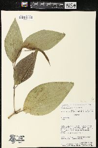 Piper subflavispicum image