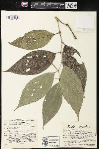 Piper subflavispicum image