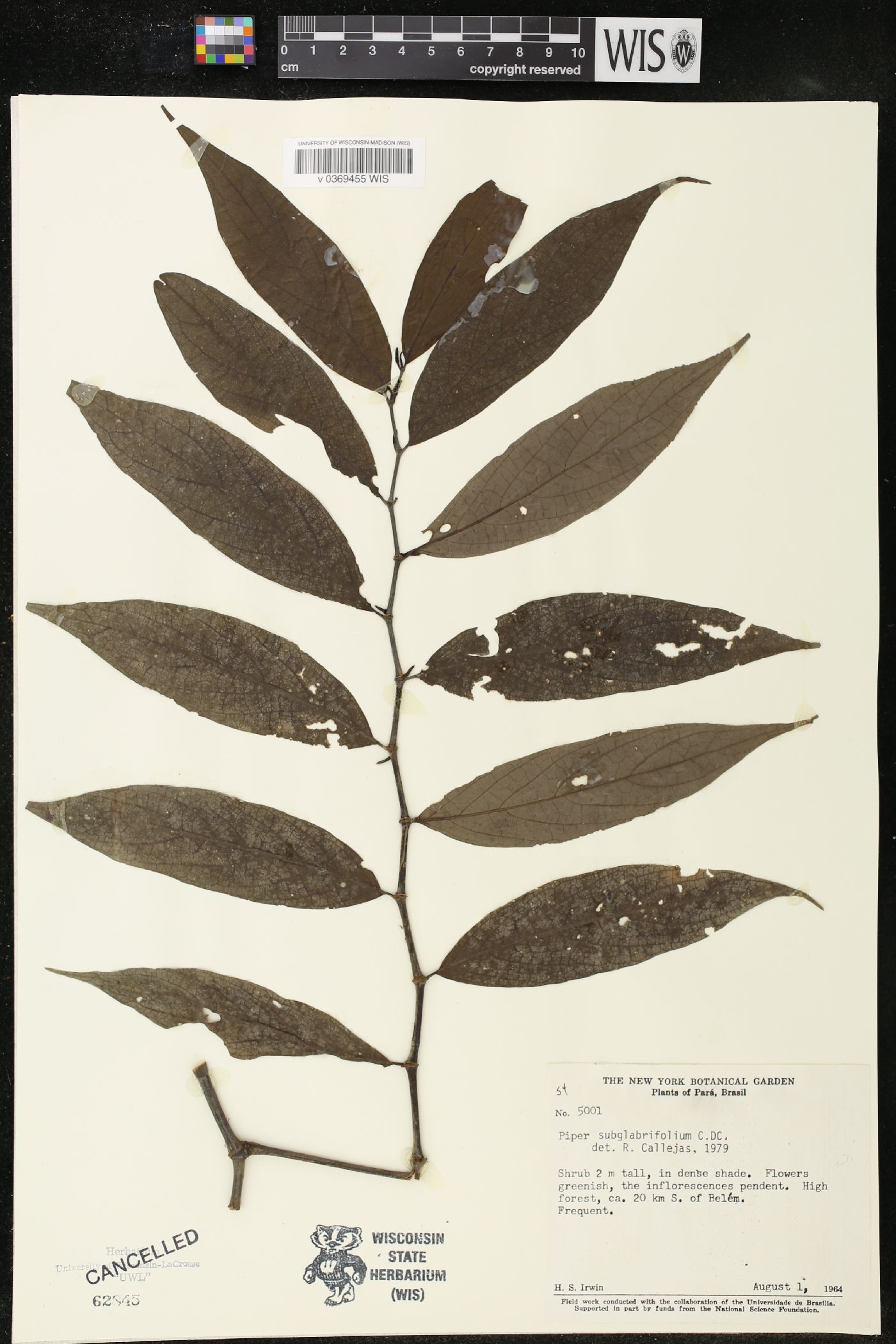 Piper subglabrifolium image