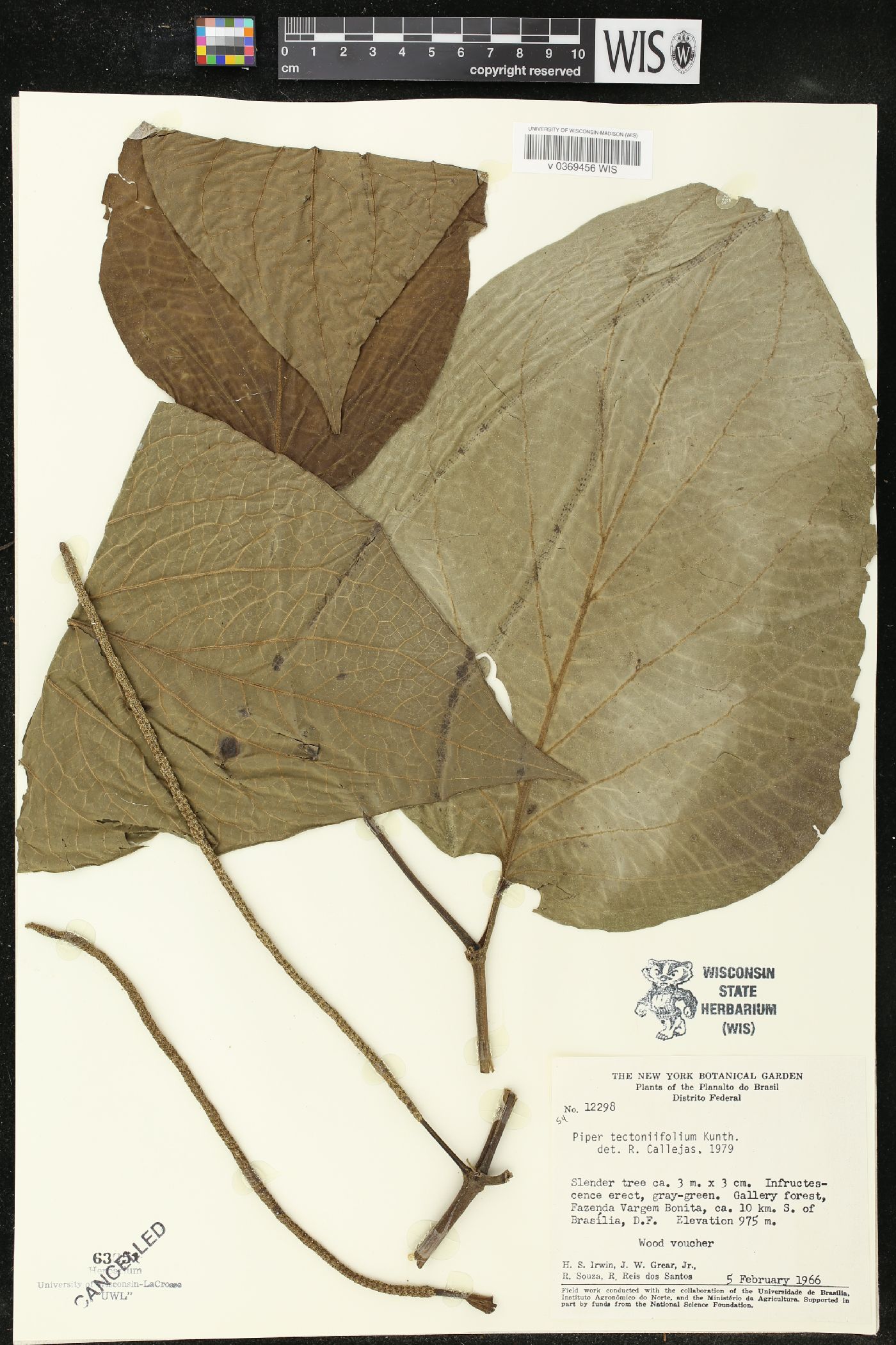 Piper tectoniifolium image