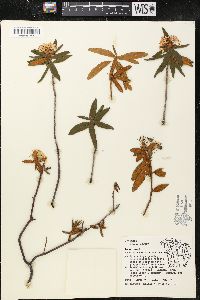 Rhododendron groenlandicum image