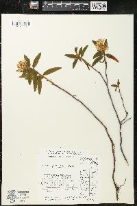 Rhododendron groenlandicum image