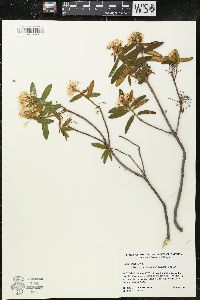 Rhododendron groenlandicum image