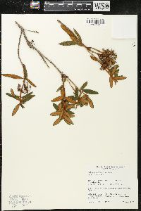 Rhododendron groenlandicum image