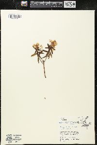Rhododendron groenlandicum image