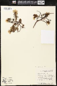 Rhododendron tomentosum image