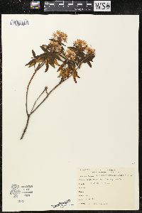 Rhododendron groenlandicum image