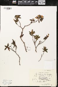 Rhododendron groenlandicum image
