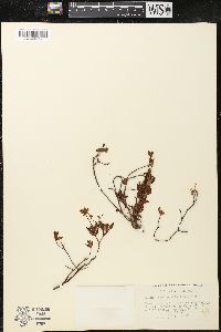 Kalmia microphylla image