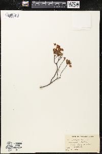 Kalmia polifolia image