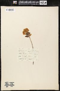 Kalmia polifolia image