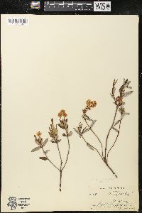 Kalmia polifolia image