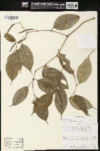 Piper urophyllum image