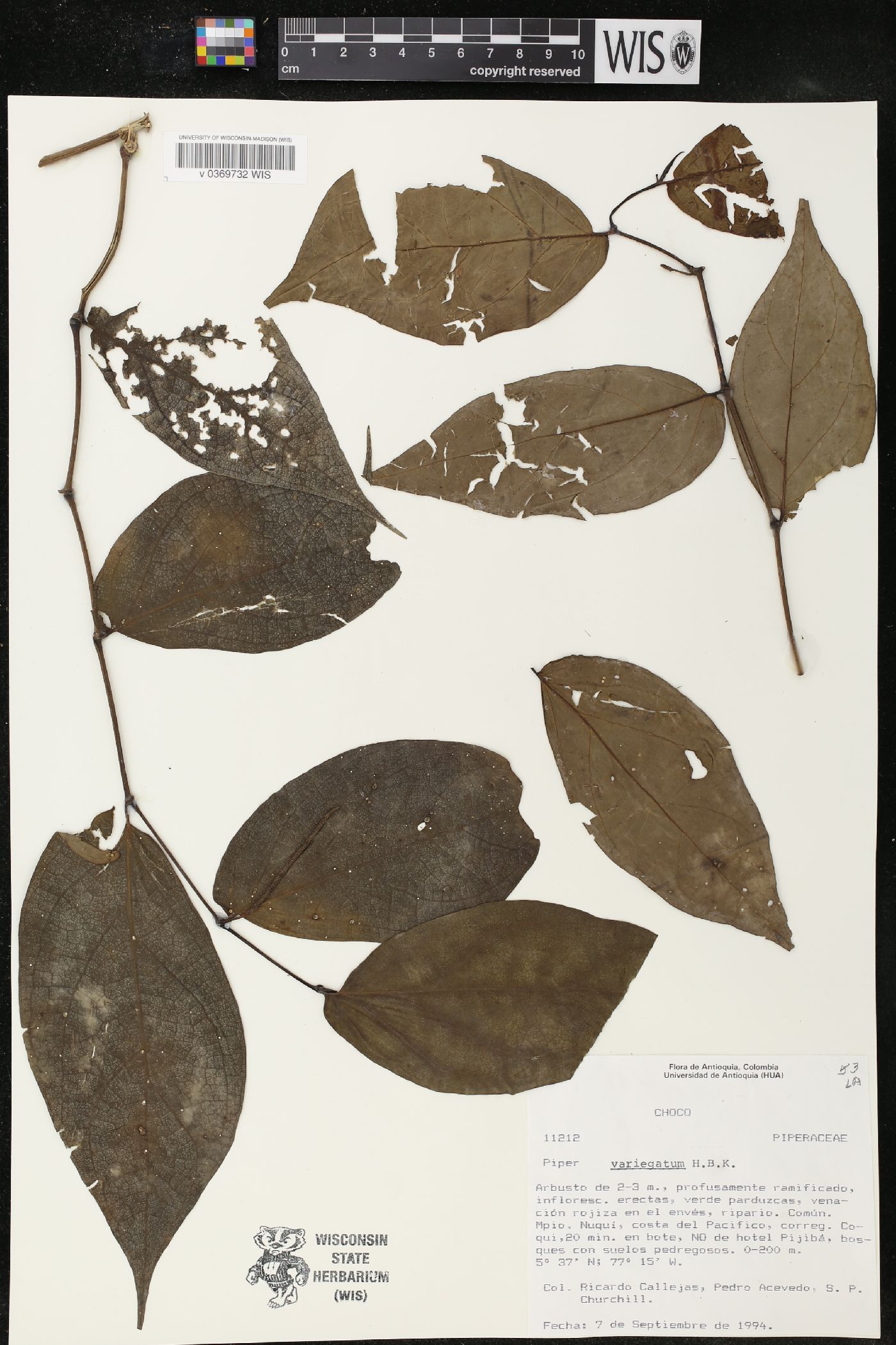 Piper variegatum image