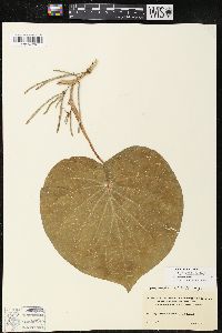 Pothomorphe peltata image