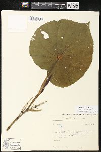 Pothomorphe peltata image