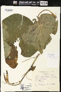 Pothomorphe peltata image