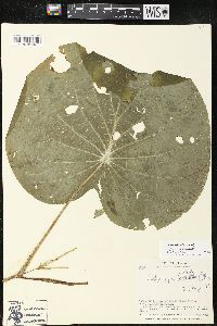 Pothomorphe peltata image