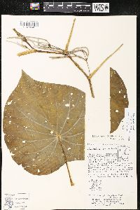 Pothomorphe peltata image