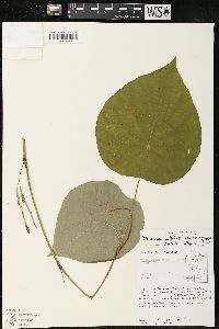 Pothomorphe peltata image