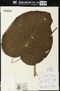 Pothomorphe peltata image