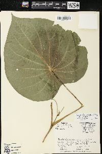 Pothomorphe peltata image