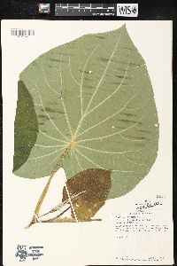 Pothomorphe peltata image