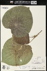 Pothomorphe peltata image