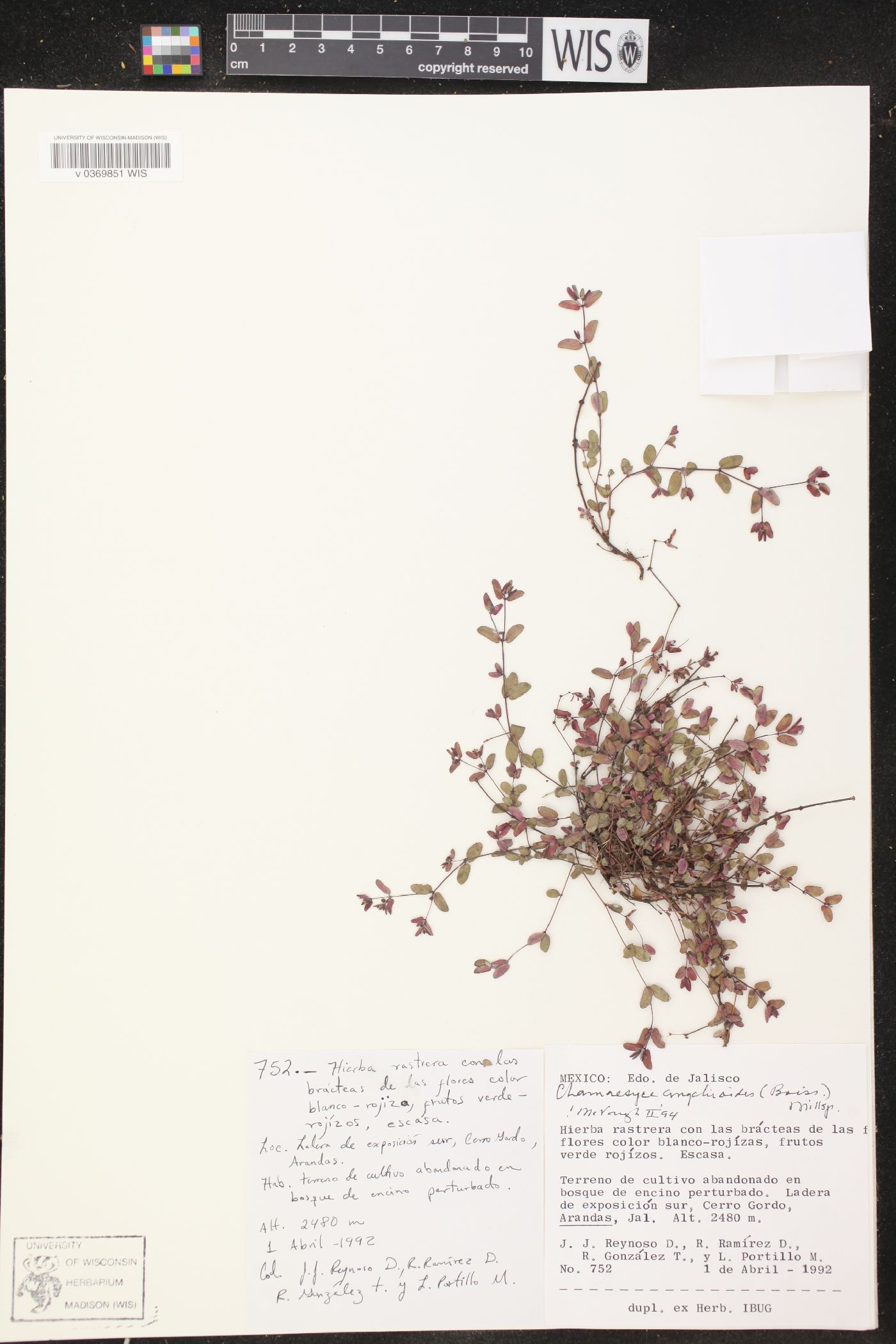 Chamaesyce anychioides image