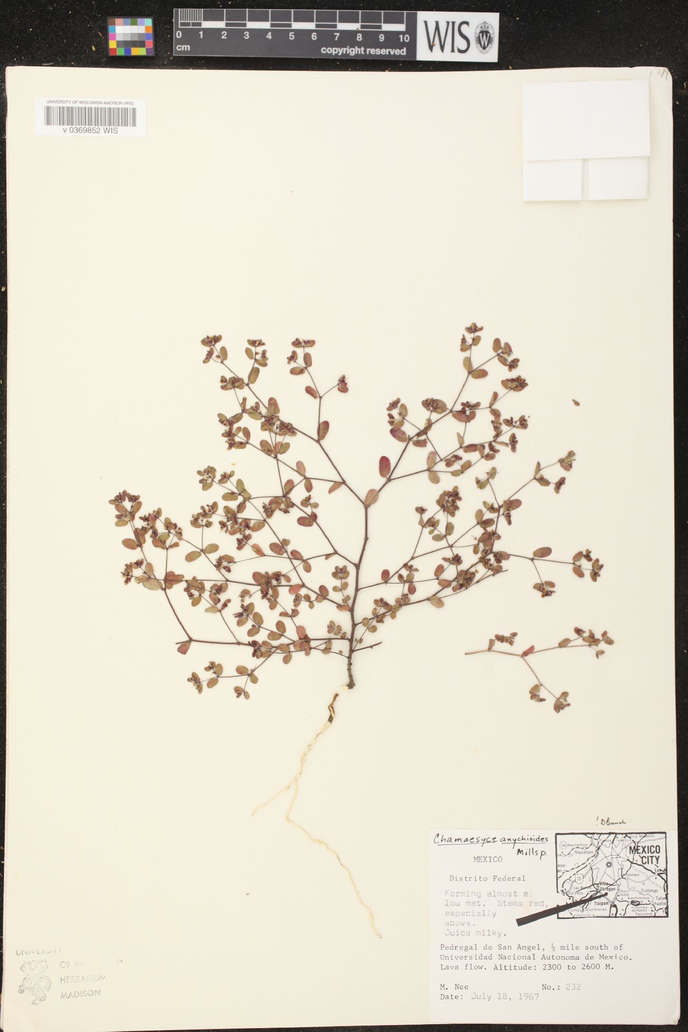Chamaesyce anychioides image