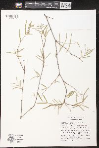 Image of Chamaesyce articulata