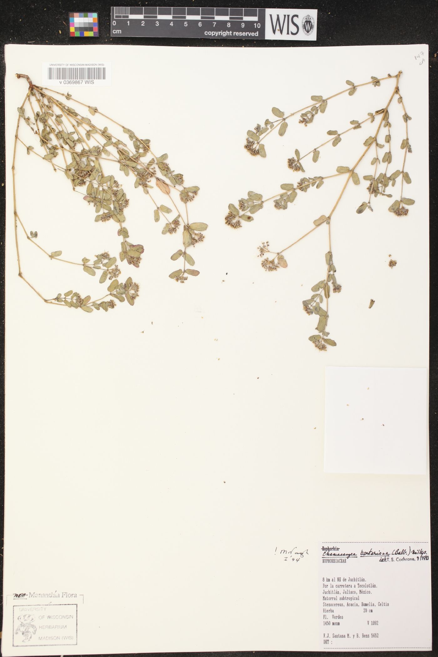 Chamaesyce berteriana image