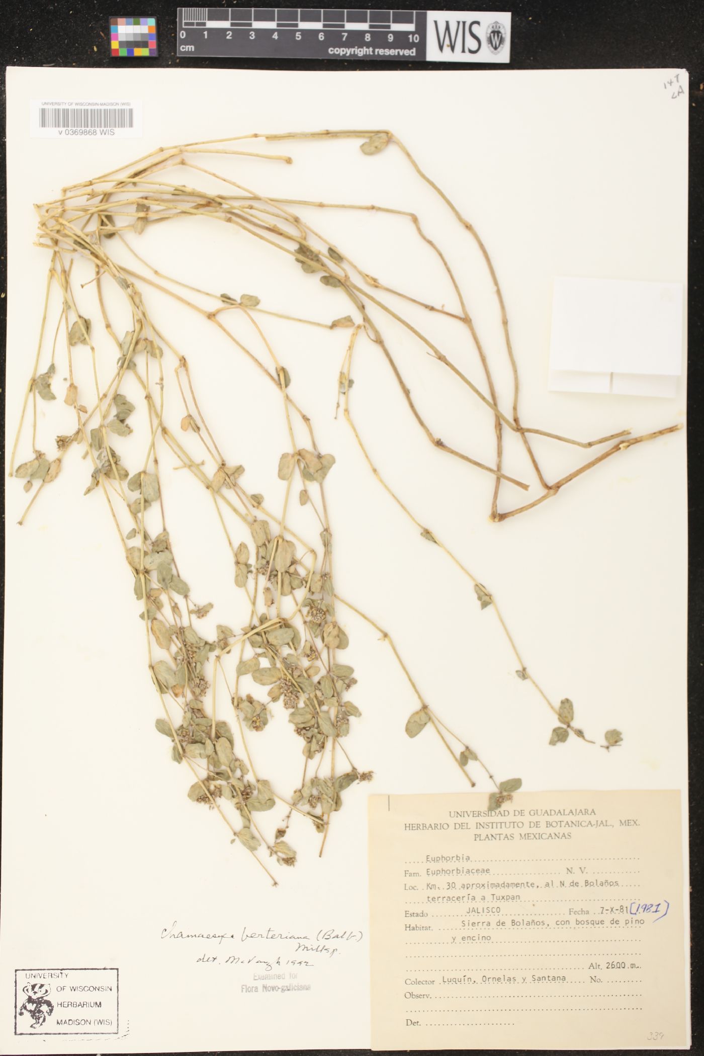 Chamaesyce berteriana image