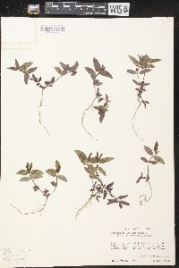 Chamaesyce hyssopifolia image