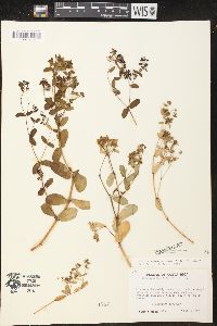 Chamaesyce hyssopifolia image