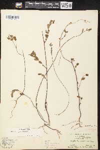 Chamaesyce hyssopifolia image