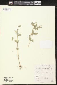 Chamaesyce hyssopifolia image