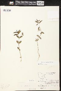 Chamaesyce hyssopifolia image