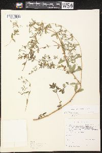 Chamaesyce hyssopifolia image