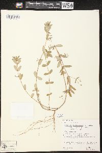 Chamaesyce hyssopifolia image