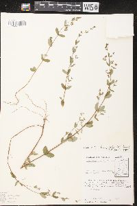 Chamaesyce hyssopifolia image