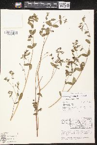 Chamaesyce hyssopifolia image