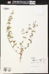 Chamaesyce hyssopifolia image