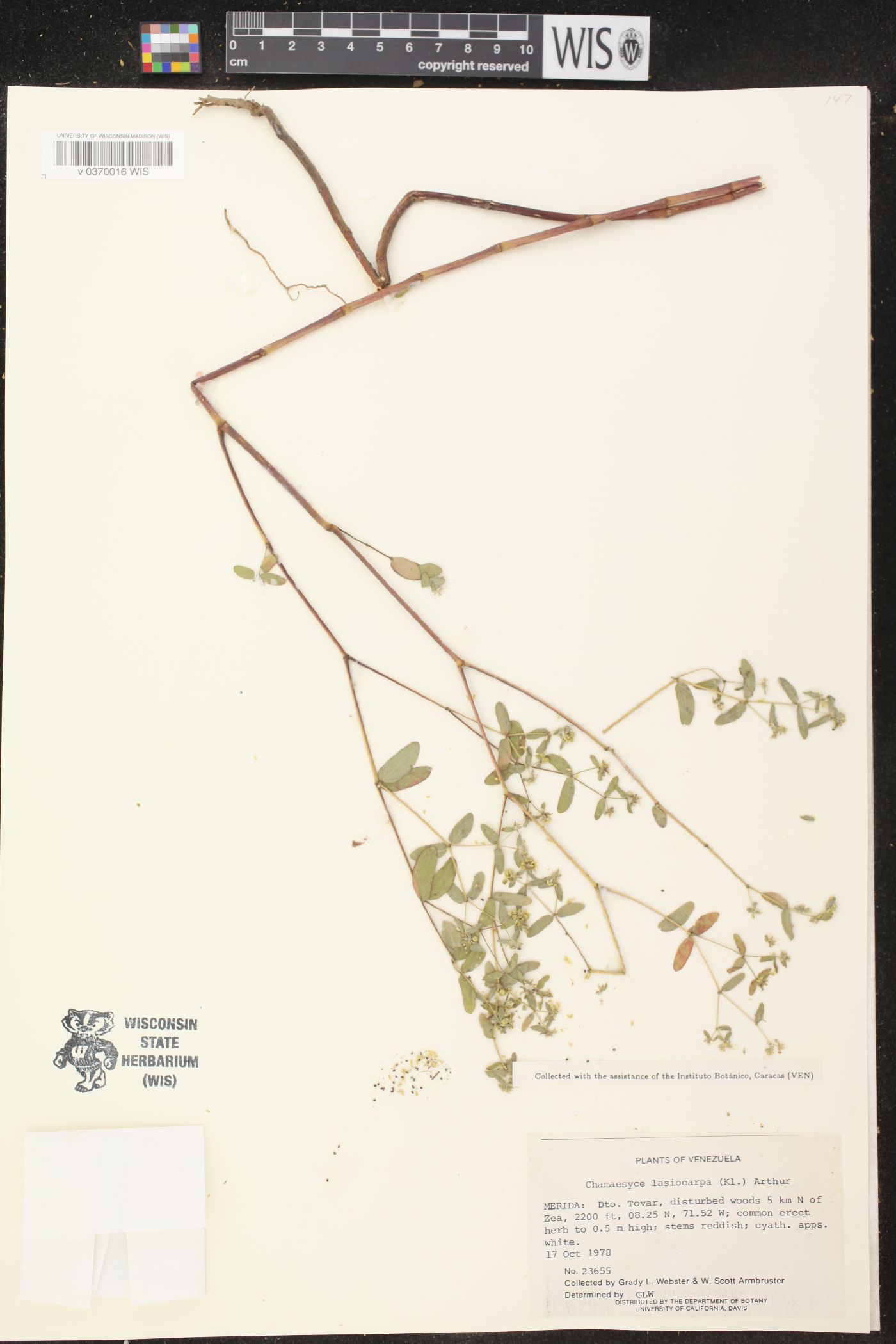Chamaesyce lasiocarpa image
