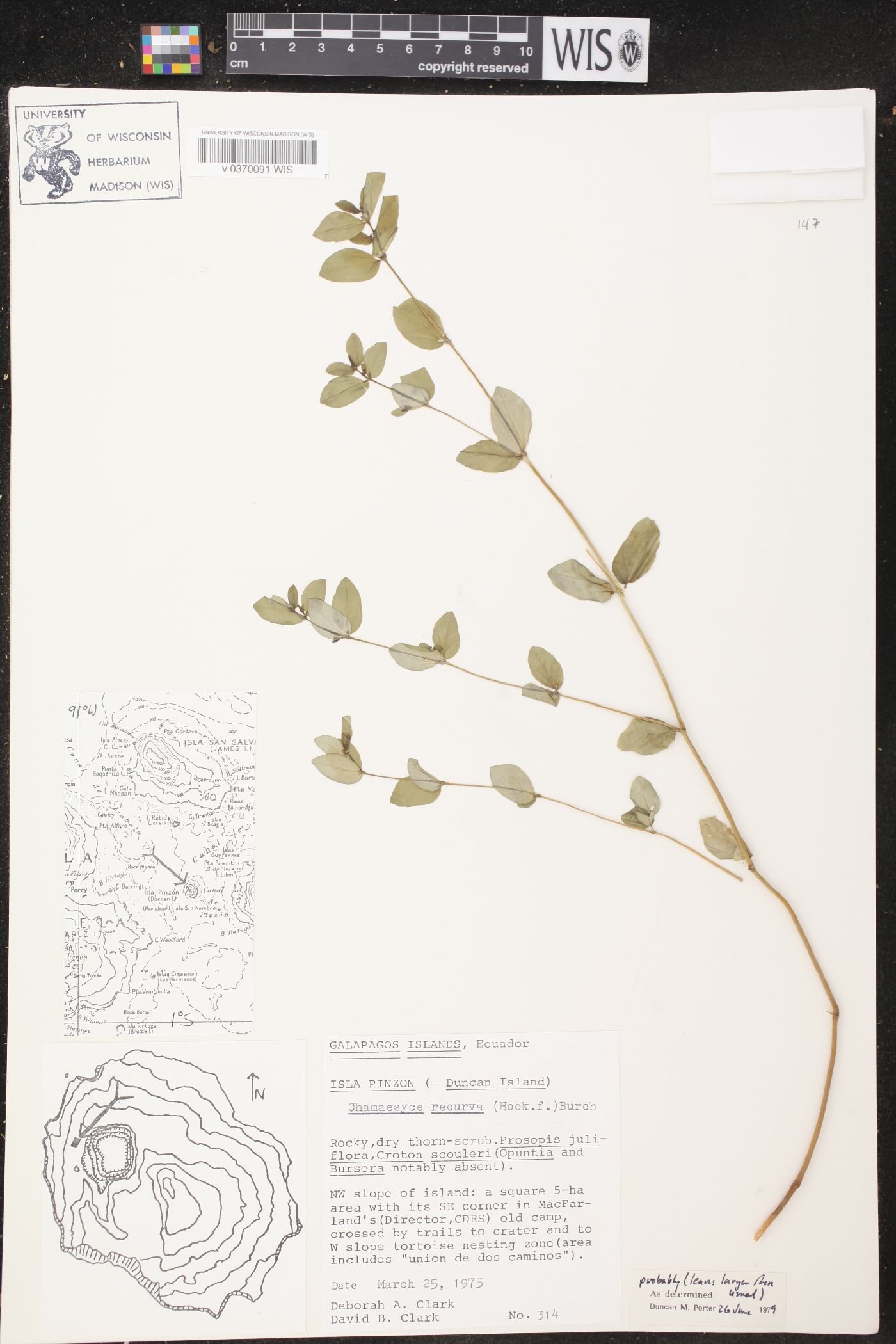 Chamaesyce recurva image