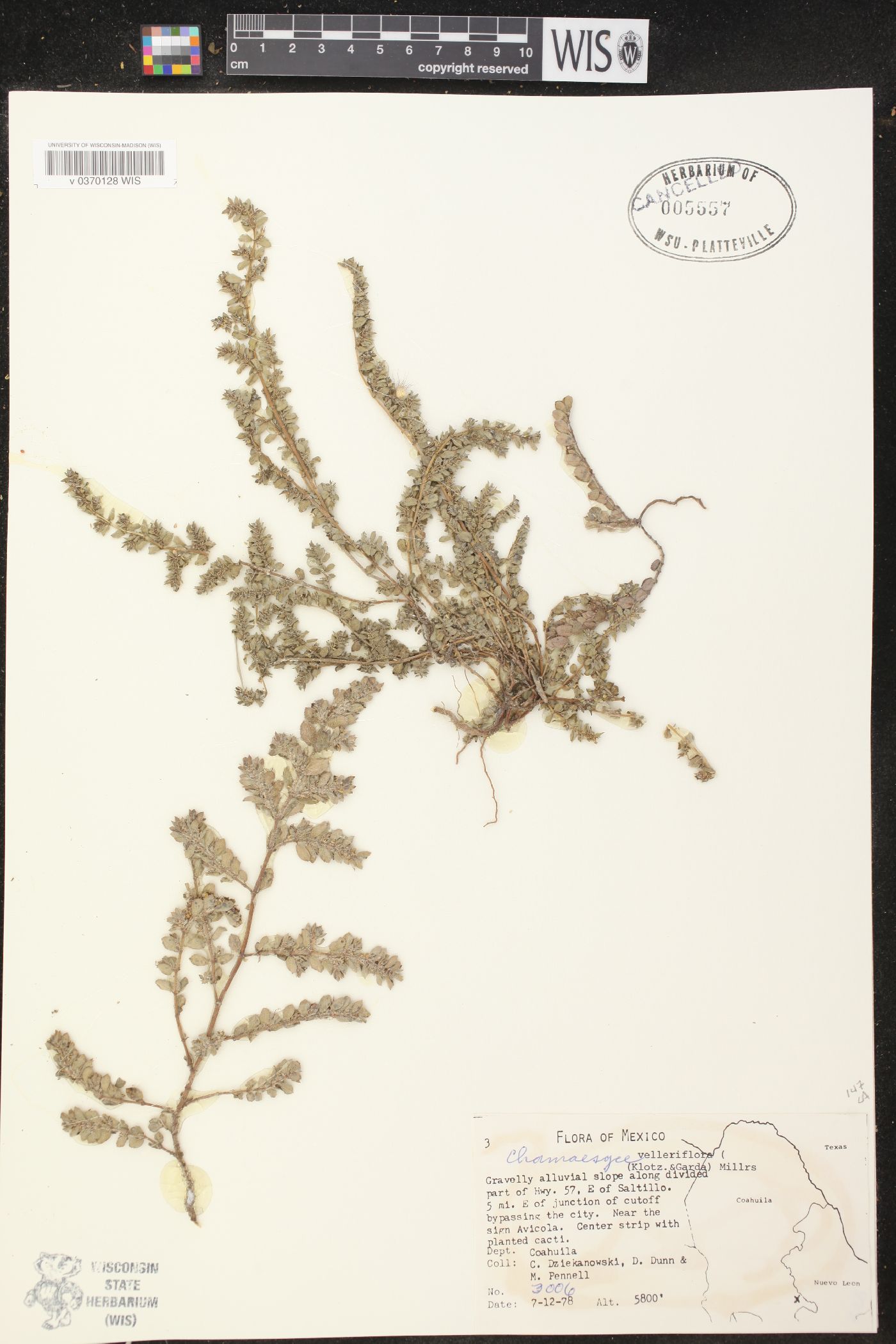 Chamaesyce velleriflora image