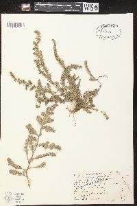 Image of Chamaesyce velleriflora